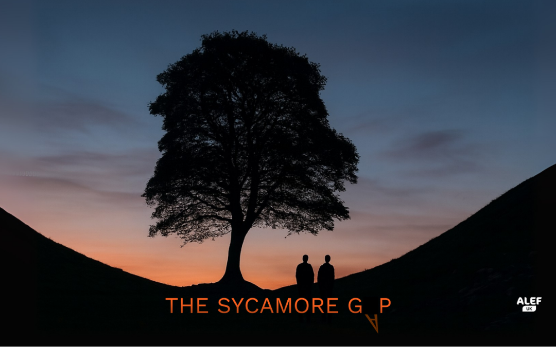 THE SYCAMORE GAP